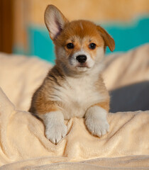 Funny welsh corgi pup posing on a dog bed
