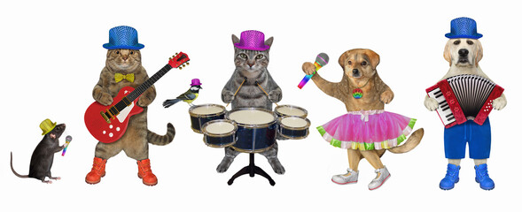 Pets play the drums, the acoustic guitar, the accordion and sing a song. White background. Isolated.