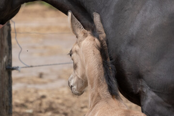 Head of a newborn yellow foal, stands together with its brown mother. Seen from behind