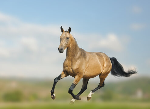 Dun akhal-teke stallion running gallop