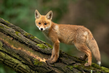 Baby red fox, vulpes vulpes, standing on wood in summertime nature. Little animal looking to the camera on a tree in forest. Young mammal cub climbing on trunk in woodland.