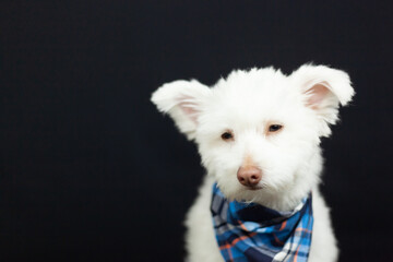 White Mix Breed Dog on Black Background