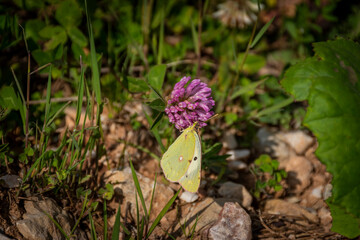 butterfly on a flower