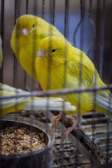 cage with canaries for sale, weekly market, Sineu, Mallorca, Balearic Islands, Spain