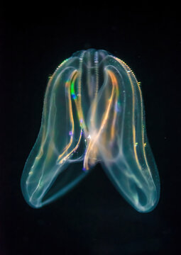 Close up of a Comb Jelly