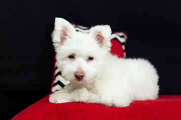 Fototapeta na wymiar White Mix Breed Dog with Red and Black Background