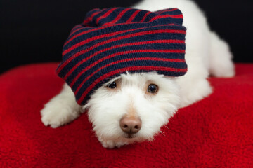White Mixed Breed Dog with Striped Hat