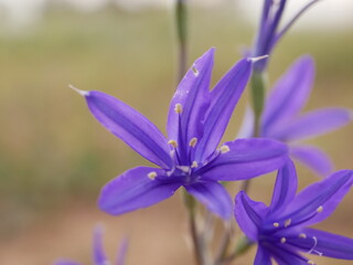 Large purple flowers ixiolion on the meadow on a warm spring day. Ixiolirion tataricum grows...