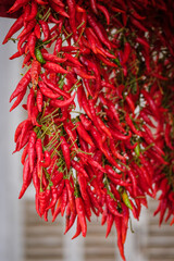 typical Sirereta peppers, weekly market, Sineu, Mallorca, Balearic Islands, Spain