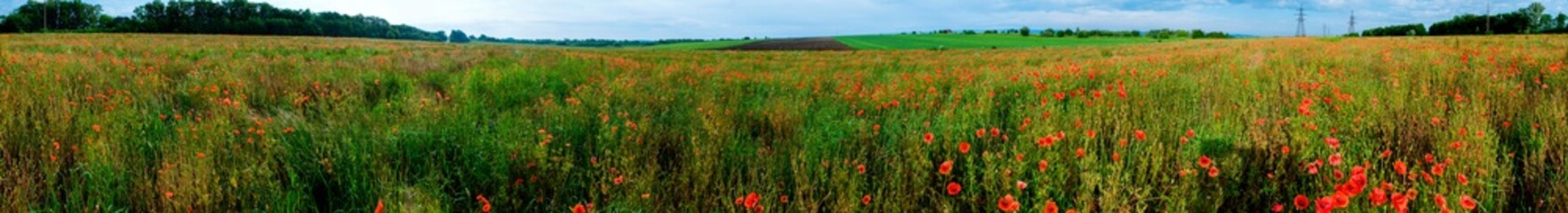 Panorama of a poppy field in the countryside in summer near the highway