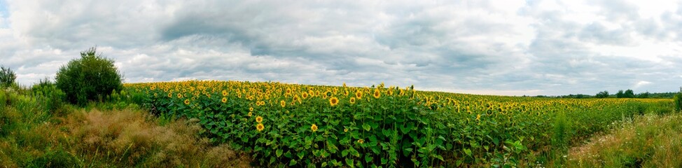 Fototapeta na wymiar Sunflower field in the afternoon. Panorama of beautiful nature landscape. Farm field idyllic scene