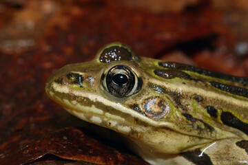 Close-up of the head of a Northern Leopard Frog (Lithobates pipiens) with reddish-brown leaves in the background. 