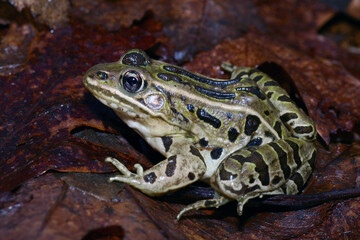 Profile view of Northern Leopard Frog sitting on brown and orange fallen leaves. 