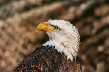 Bald eagle from the side. The eagle has a turned head. The background is brown.