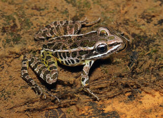 Side view of a pickerel frog (Rana palustris / Lithobates palustris) sitting in a shallow stream. 