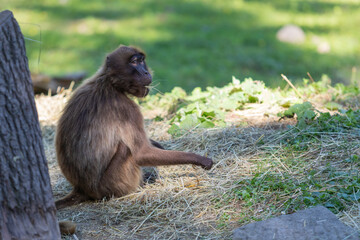 An adult Gelada baboon monkey sits on the ground and eats dry grass. The background is green.