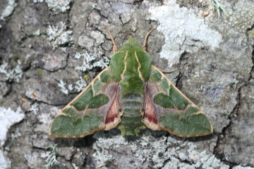 The beautiful green, yellow and pink pattern on the wings and body of this Bear Sphinx Moth (Proserpinus lucidus) help it blend into lichens and moss on tree bark.