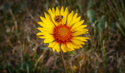 Ladybug on a blanket flower
