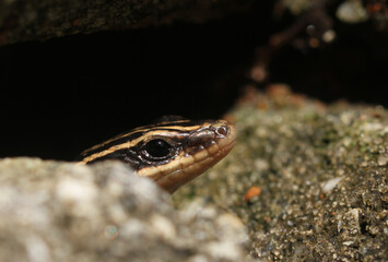 The head of a five-lined skink (Plestiodon fasciatus) pokes out from behind a rock in South Carolina. 