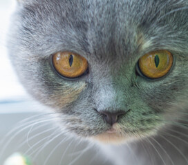 close-up of a beautiful scottish gray cat