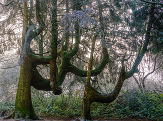 trees with boughs branches bigger than their trunks like spooky scary Harry Potter movie 
