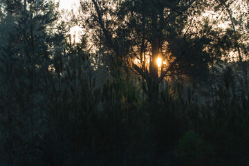 Obraz na płótnie Canvas sunrise in the forest