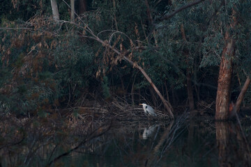 heron in a lake int he forest