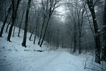 road in the winter night forest
