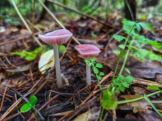 mushrooms in the forest