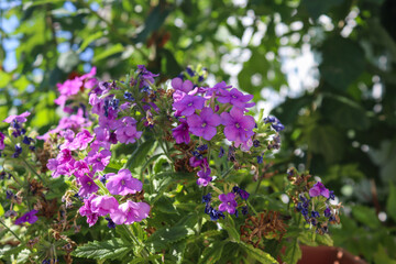 Fototapeta premium Many violet flowers of aubrieta deltoidea. 