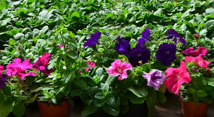 Fototapeta na wymiar Blooming Petunias in pots. Colorful flowers of Petunia hybrida.Ornamental plants concept.