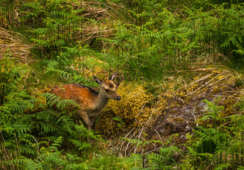 Naklejka na ściany i meble Young wild deer in Killarney National Park, near the town of Killarney, County Kerry, Ireland
