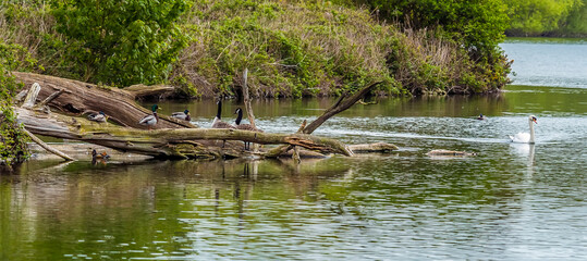 Waterfowl enjoy  the submerged logs and calm waters of an English lake beside woodland in springtime