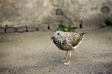 seagulls baby bird fallen from nest