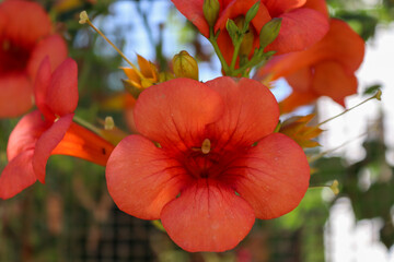 A close-up of vibrant orange trumpet vine flowers (Campsis radicans) in full bloom. The bright,...