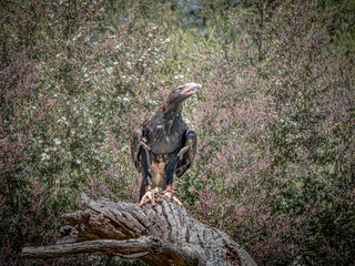 Wedgetail Eagle
