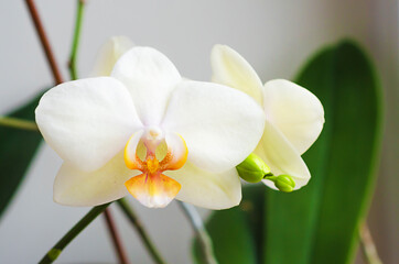 white phalaenopsis orchid flower closeup. home gardening concept