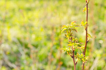 young sprout, shoot with leaf of varietal raspberries in the garden on green natural background. spring time. gardening. agriculture. farming. soft focus. copy space, place for text.