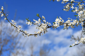 Blooming cherry tree twig on the background of vibrant blue sky in spring. Copy space.