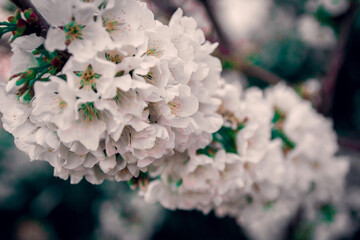 Spring flowers on the branches in white,  rose, magenta and red color with beautiful bokeh.