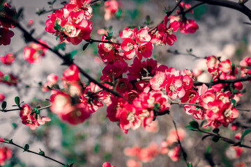 Spring flowers on the branches in white,  rose, magenta and red color with beautiful bokeh.