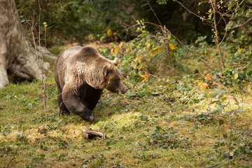 female brown bear (Ursus arctos) walks through a clearing around the forest looking for food