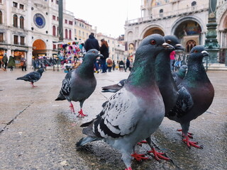 Pidgeon Gang