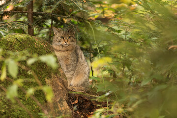 Naklejka na ściany i meble male European wildcat (Felis silvestris) hiding under a tree behind the grass