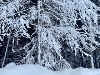 Branches of Fir Trees in the black forest under the snow