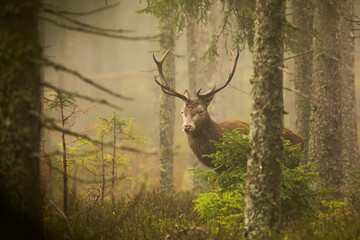alone red deer (Cervus elaphus) emerged from the fog in the old forest
