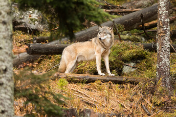 male gray wolf (Canis lupus) stopped, turned his head and waited for the pack