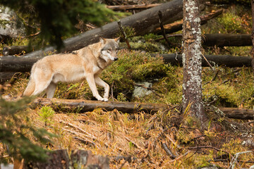 male gray wolf (Canis lupus) runs from the open into the woods
