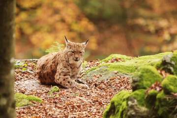 male Eurasian lynx (Lynx lynx) resting on rocks in the wilderness
