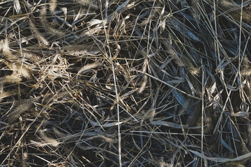 Fototapeta na wymiar Top view of dry grass and spikelets on the ground, bright autumn sunny day, harvesting, straw